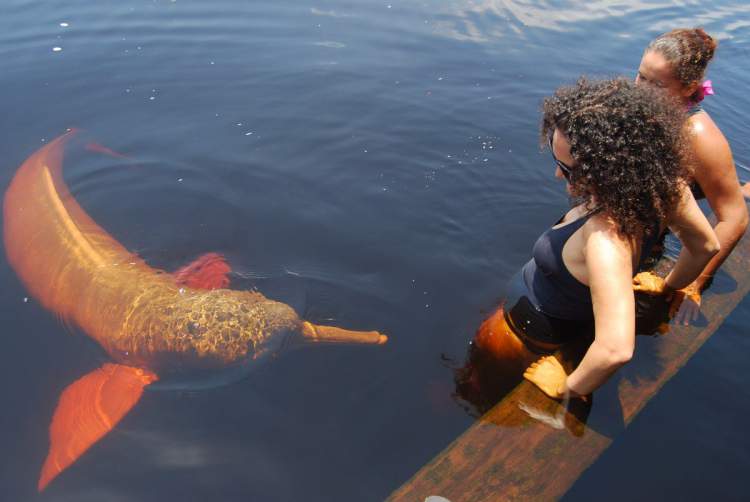 Nadar com os Botos é um dos melhores pontos turísticos do Amazonas