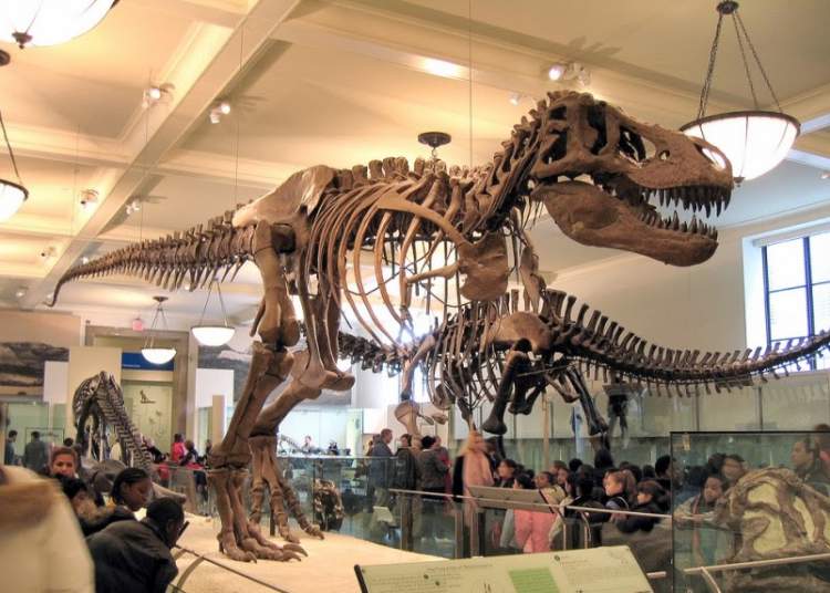 O que fazer em Nova York Visita ao Museum of Natural History