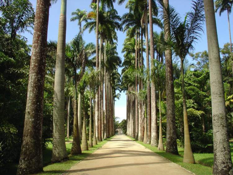 O que fazer no Rio de Janeiro: Visitar o Jardim Botânico