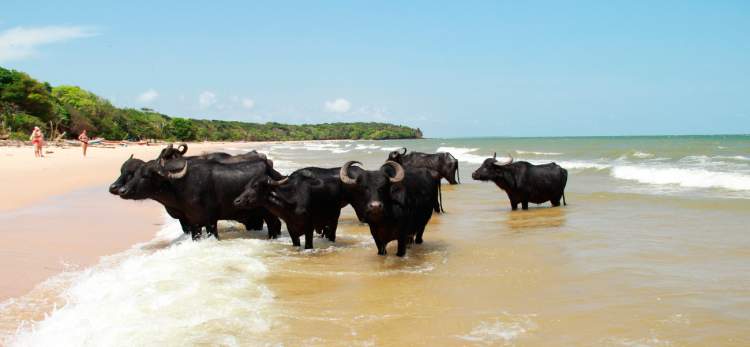 Ilha do Marajó é um dos destinos turísticos e baratos no Brasil