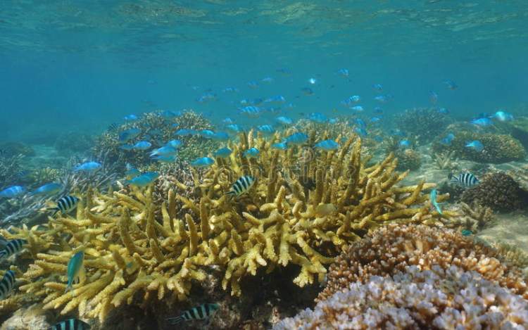 Se encantar com a diversidade de espécies de corais é um dos motivos para conhecer a ilha de Nova Caledônia
