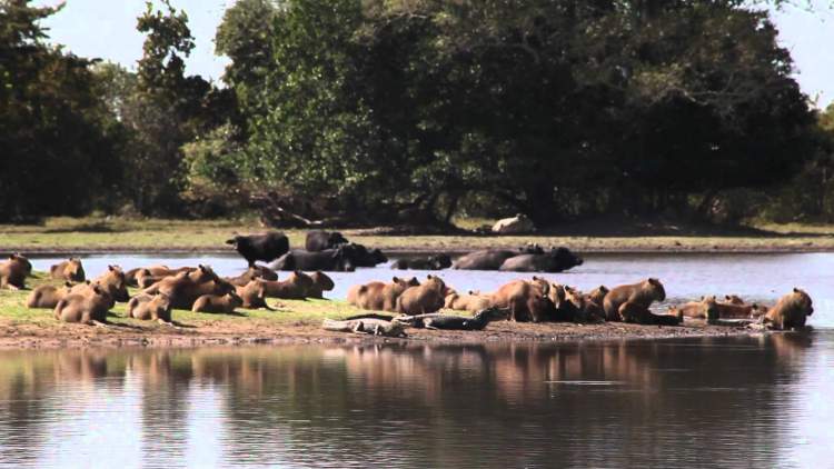 Pantanal é um dos Destinos Turísticos para Quem Busca Contato com a Natureza