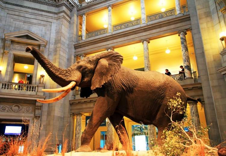 Conhecer o Museu de História Natural uma das coisas para fazer em Nova York